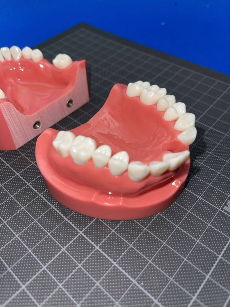 歯科用 顎模型の画像5