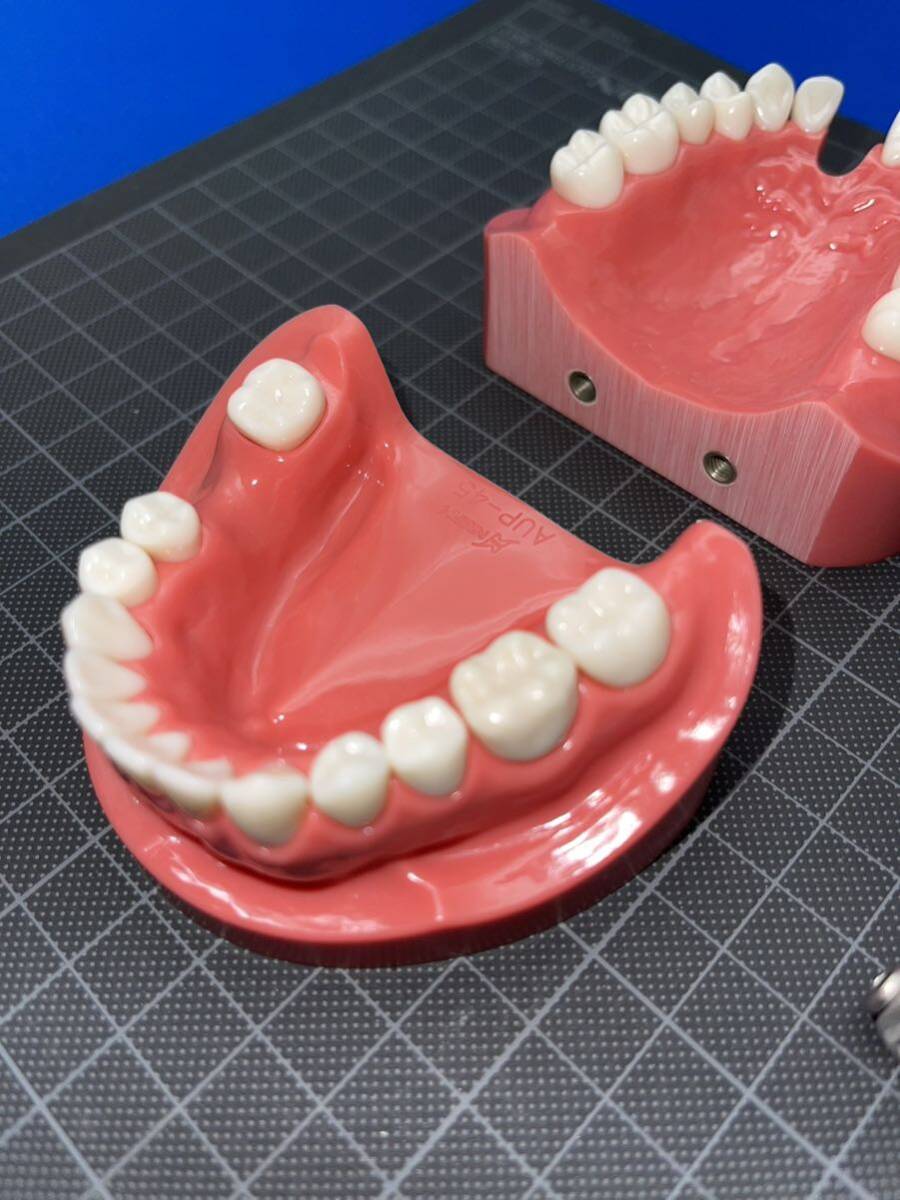 歯科用 顎模型の画像3