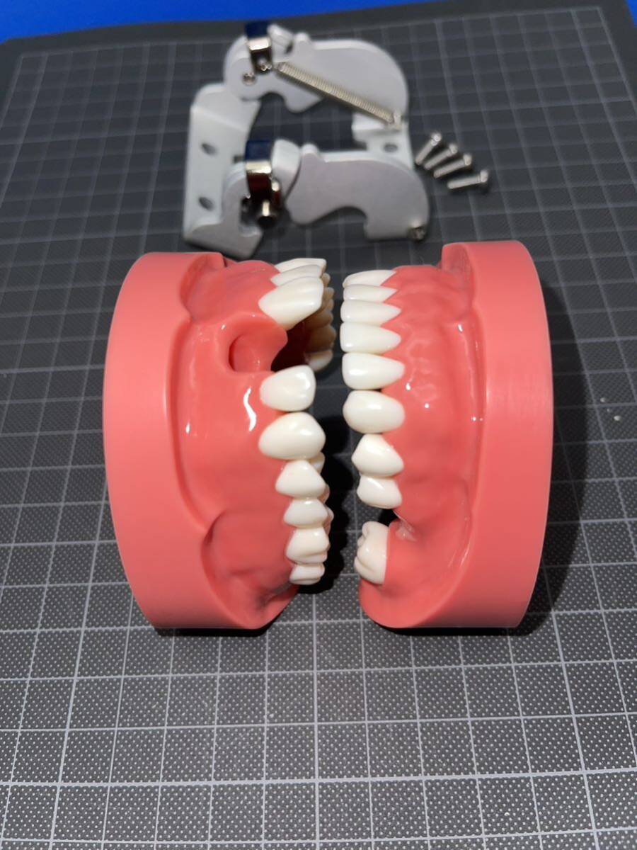 歯科用 顎模型の画像9