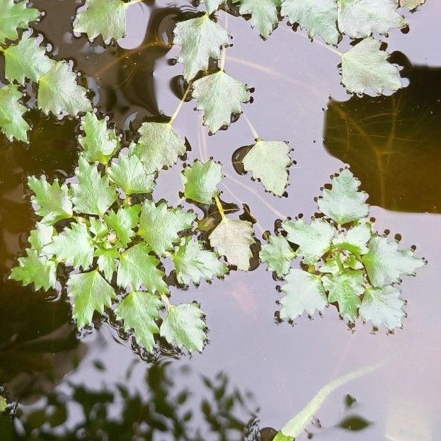 ヒメビシ　水生植物 