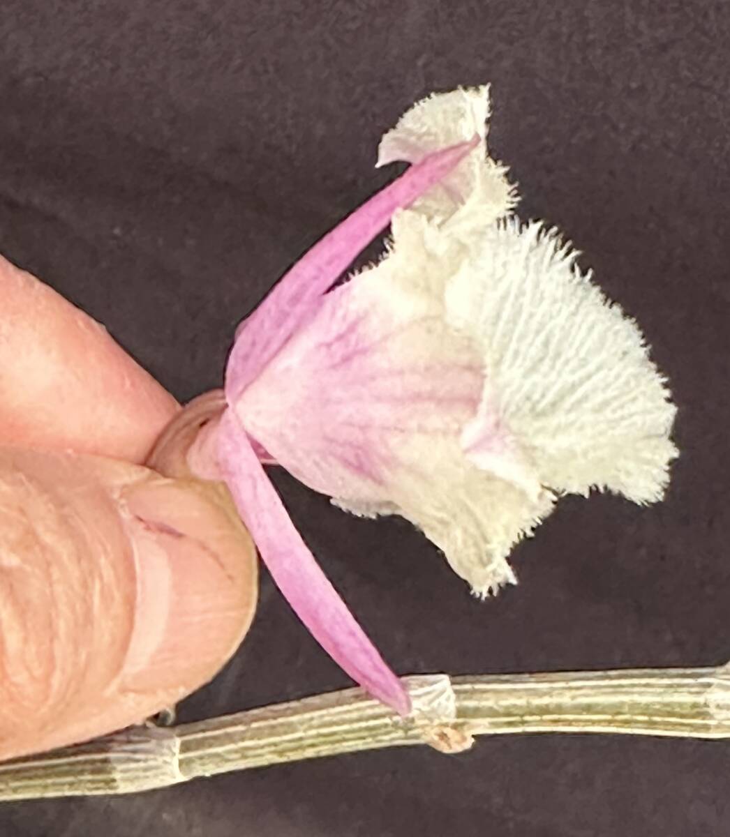 洋蘭原種 デンドロビューム Den pierardii 'Shining Fuji' 花付きの画像2