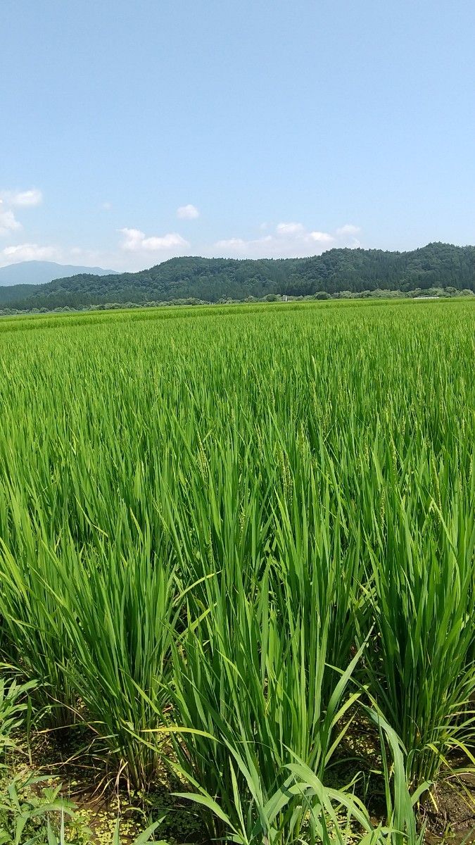 最上【ほたる米】山形県産 はえぬき 令和5年度 5kg きれいな水でそだったお米 農家直送