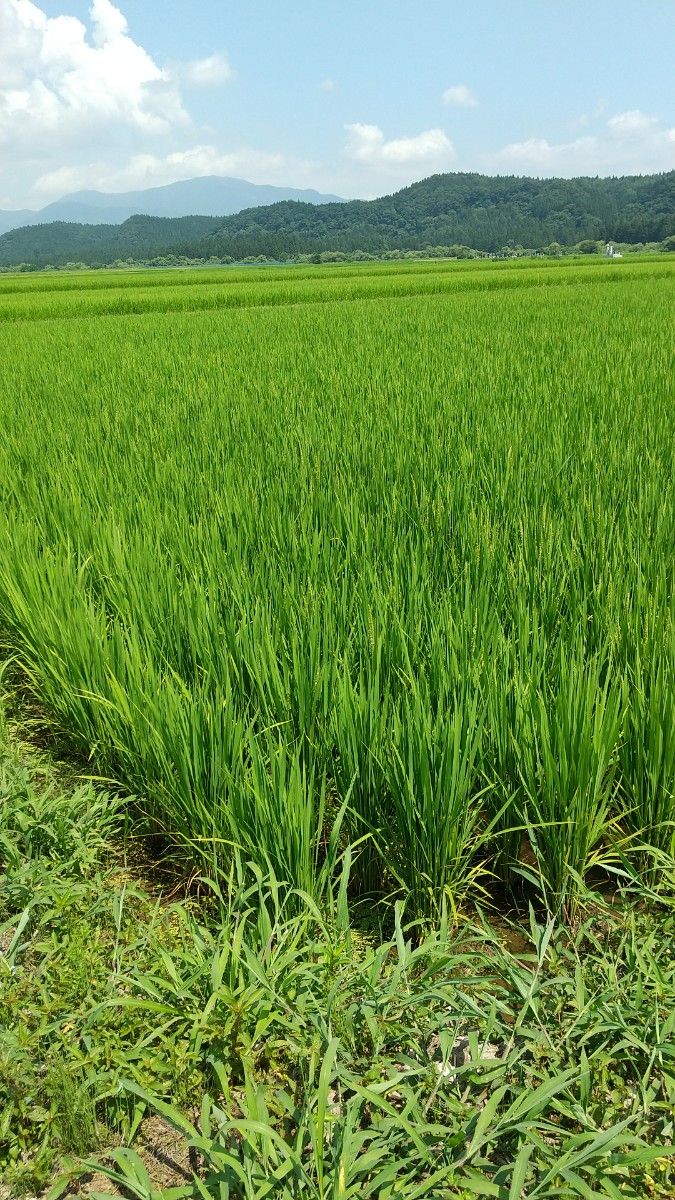 最上【ほたる米】山形県産 はえぬき 令和5年度 5キロきれいな水でそだったお米