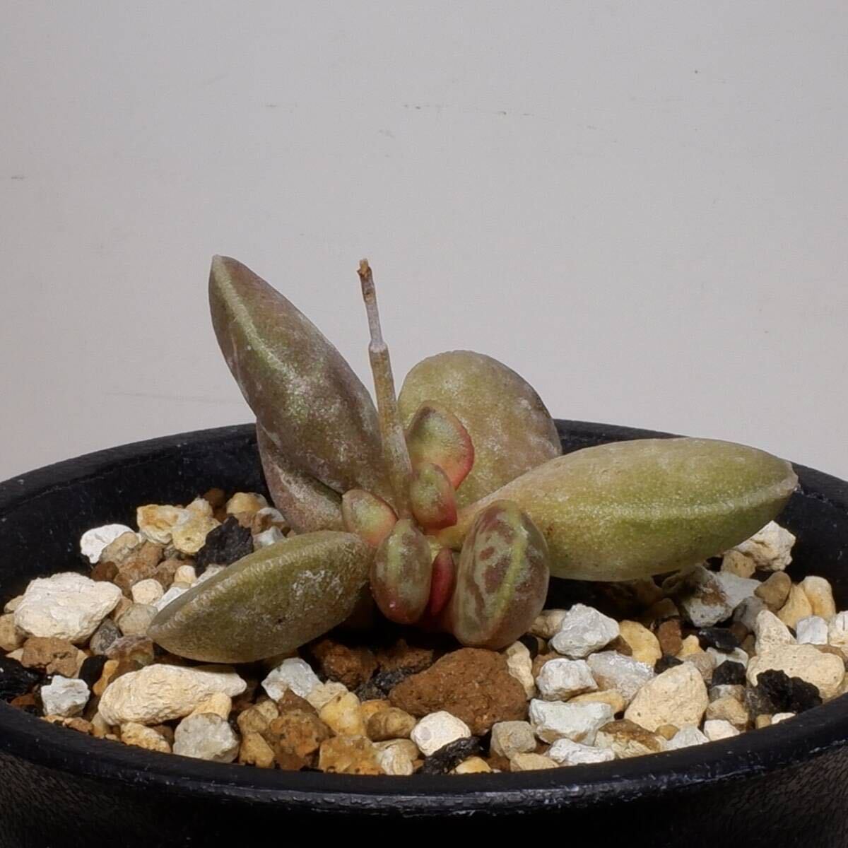 （２４−４１７）アドロミスクス ハリー Adromischus marianiae 'hallii', NE of Skimmelbergの画像1