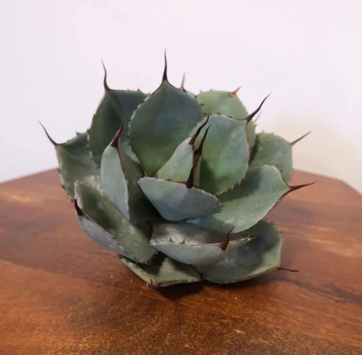 ⑤【US産】Agave parriy truncata アガベ パリートランカータ アメリカ産 ベアルート　チタノタ オテロイ エボリスピナ_画像3