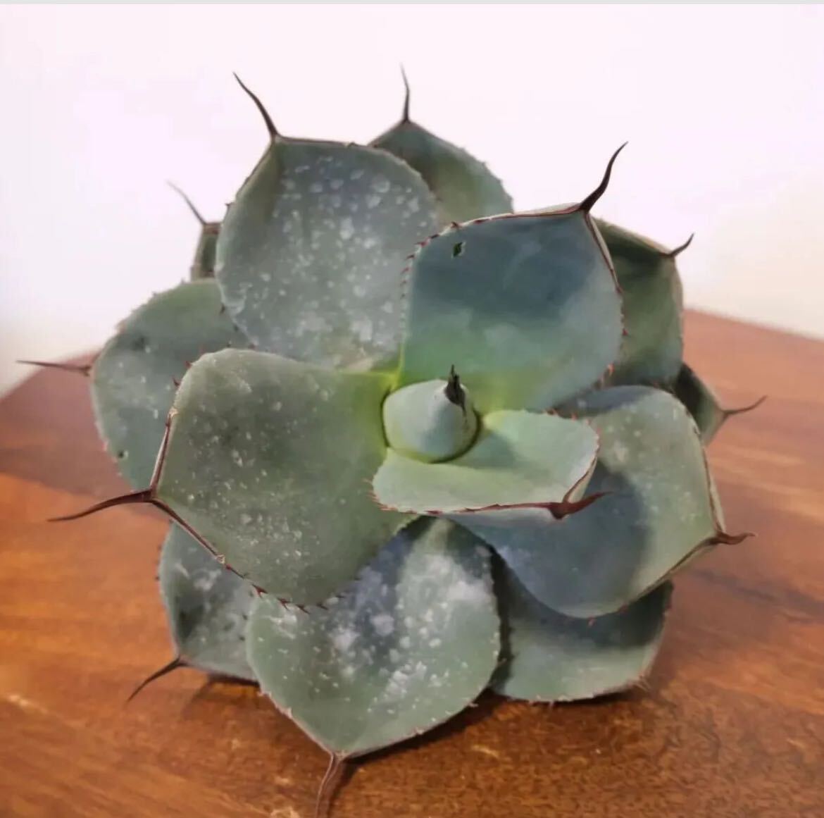 ②【US産】Agave parriy truncata アガベ パリートランカータ アメリカ産 ベアルート チタノタ オテロイ エボリスピナの画像2