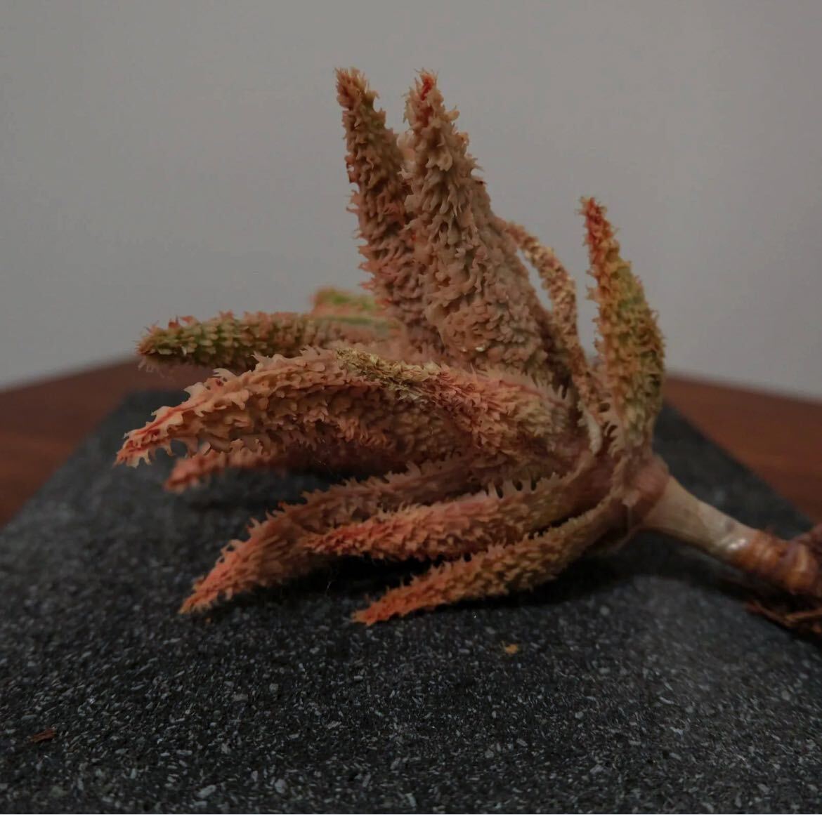 Bibian 比比昂- ② Aloe hybrid Tempura アロエテンプラTCT Bibian 比比昂- ② Aloe hybrid Tempura アロエテンプラTCT