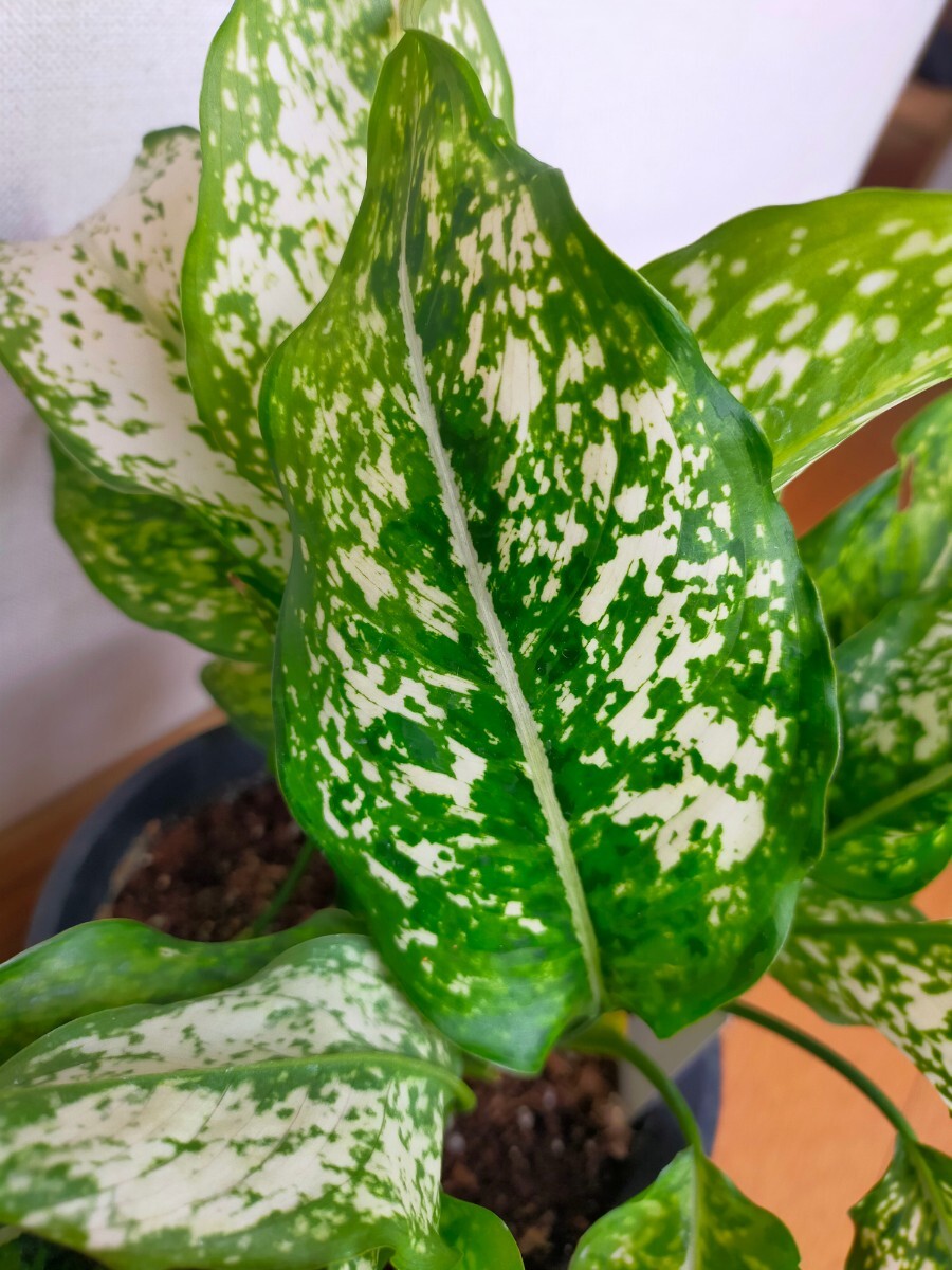 アグラオネマ コミュタタム Aglaonema 斑入り 観葉植物 サトイモ科の画像2