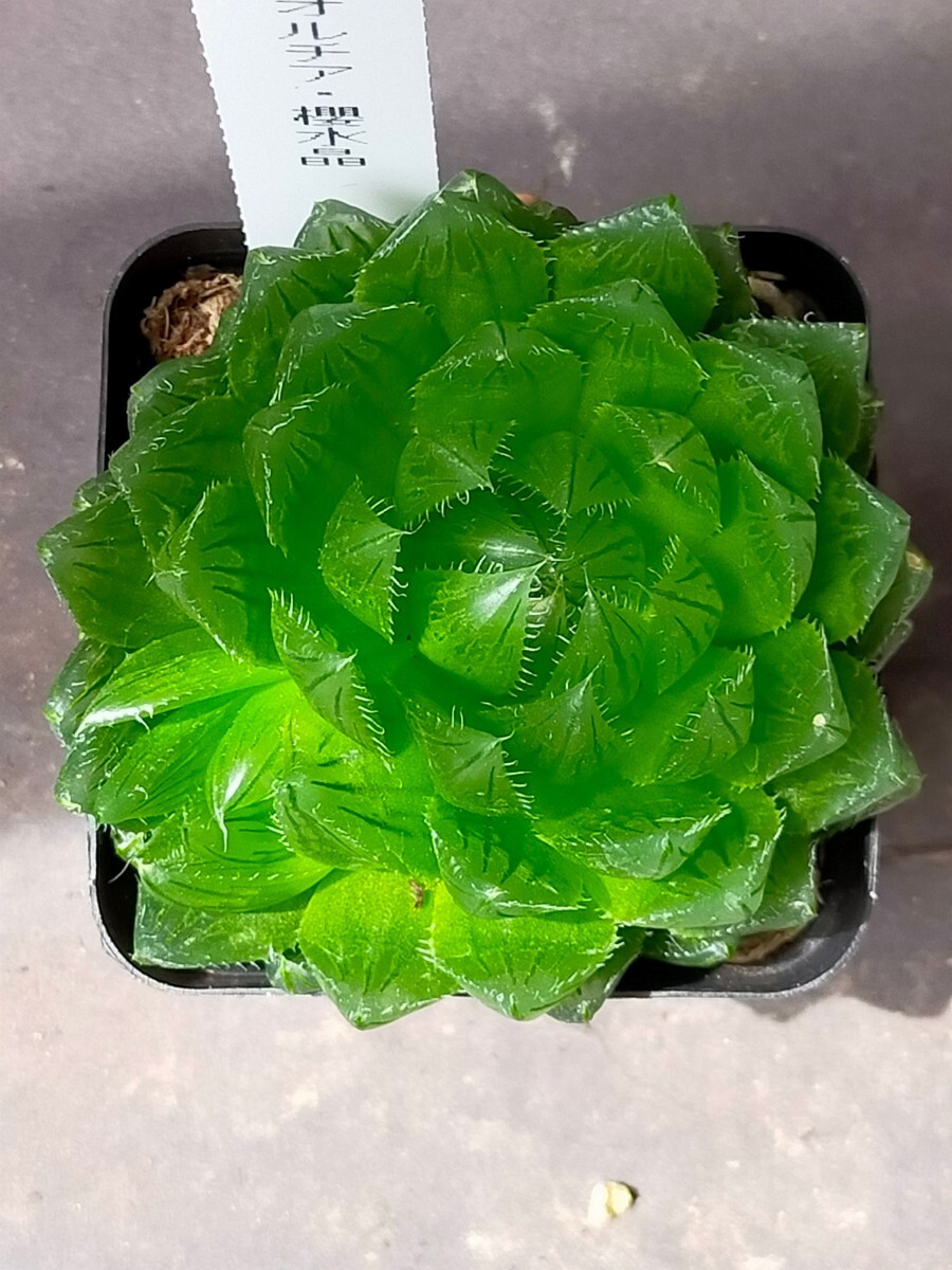 ハオルチア 桜水晶 子株付き  Haworthia 多肉植物 ハオルシアの画像2