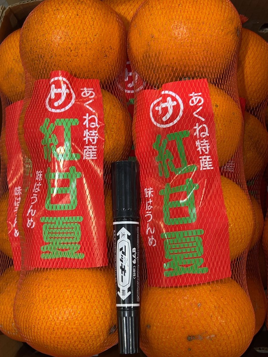 鹿児島県産　紅甘夏B品　約10キロ