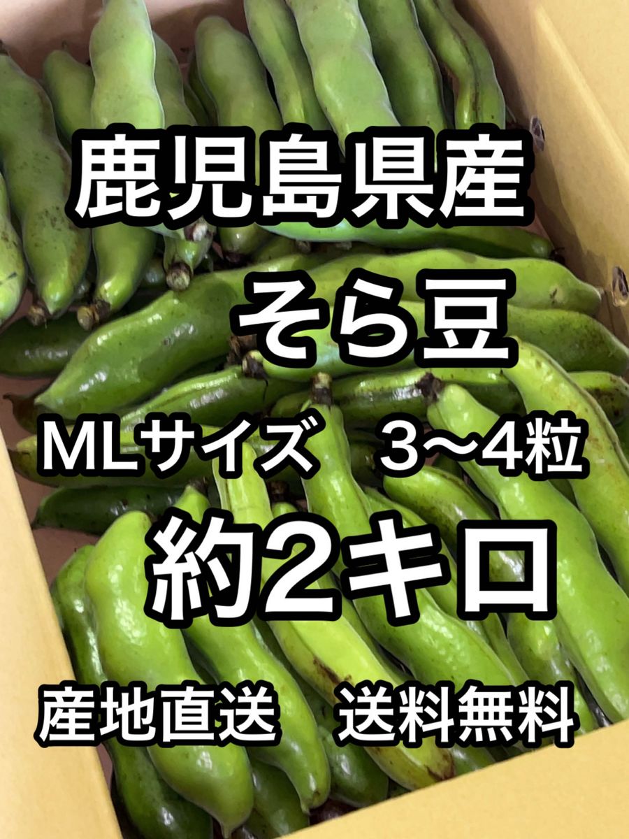 鹿児島県産　そら豆MLサイズ　3〜4粒約2キロ