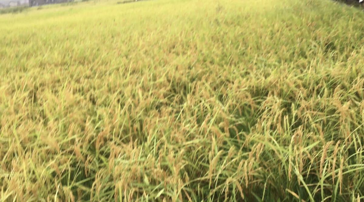 Kik 様5年産コシヒカリ玄米20k。送料込み6000円。特別栽培米。殺虫剤不使用、有機肥料不使用。美味しくなければ返品出来ます。_画像5
