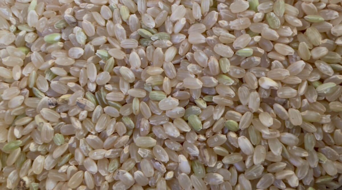 令和5年産コシヒカリ玄米20k。送料込み6000円。特別栽培米。殺虫剤不使用、有機肥料不使用。美味しくなければ返品出来ます。_画像9