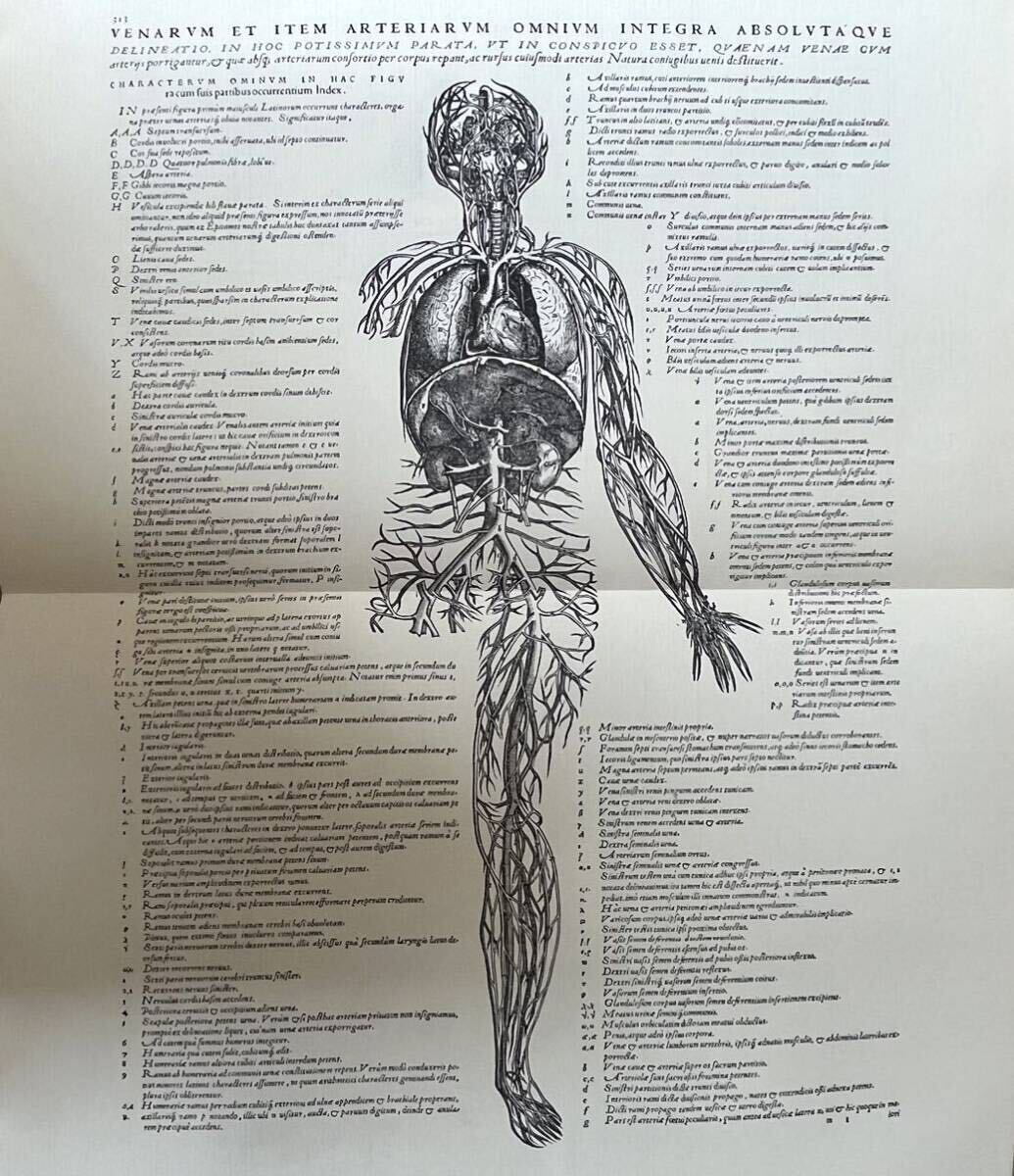 k0421-1 図版多数 1964年製本 アンドレアス・ヴェサリウス ベサリウス Andreas Vesalius 解剖学 医学 人体 版画 人体の構造 大型本