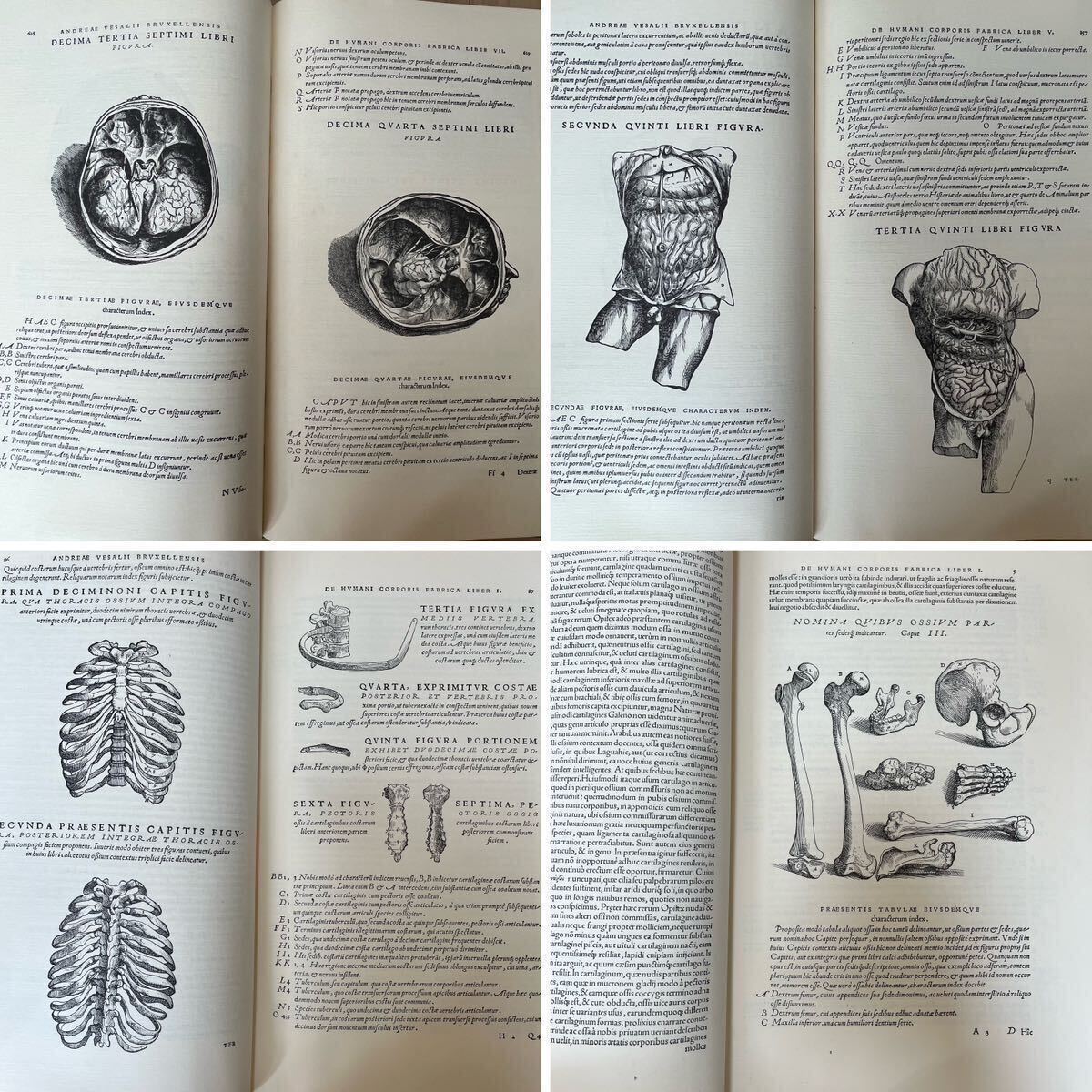 k0421-1 図版多数 1964年製本 アンドレアス・ヴェサリウス ベサリウス Andreas Vesalius 解剖学 医学 人体 版画 人体の構造 大型本の画像9