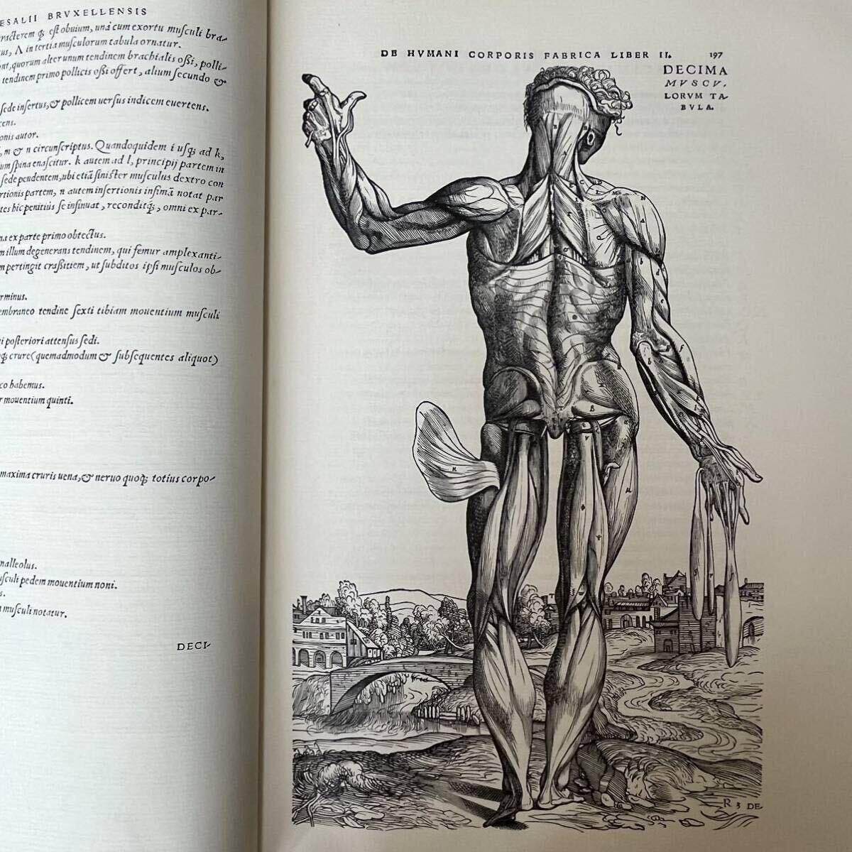 k0421-1 図版多数 1964年製本 アンドレアス・ヴェサリウス ベサリウス Andreas Vesalius 解剖学 医学 人体 版画 人体の構造 大型本の画像6