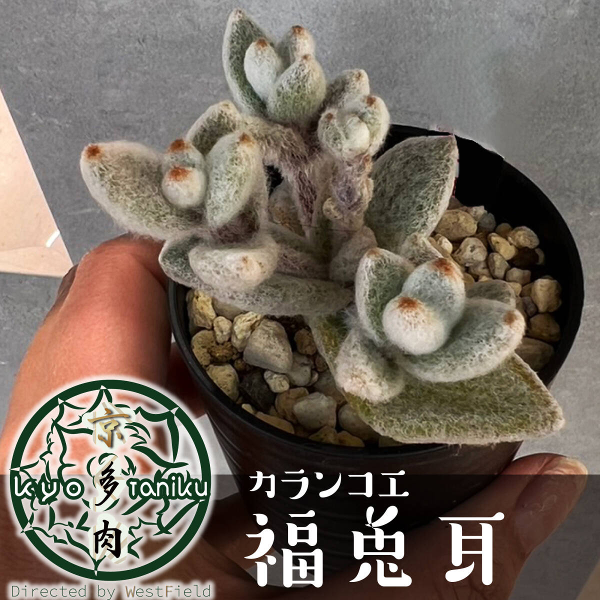 【送料込み】福兎耳 カランコエ　トメントーサ　うさぎ　多肉植物　寄せ植えに_画像1