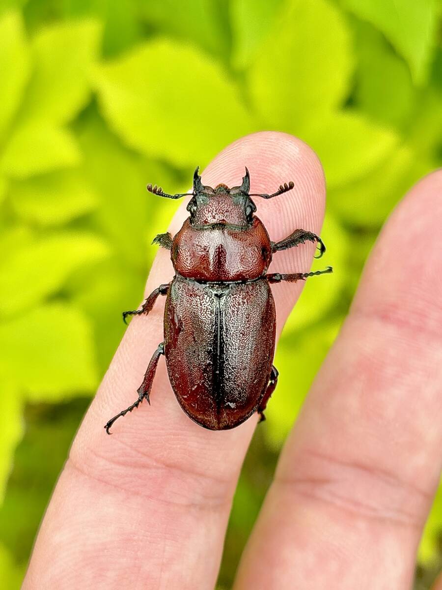 【Y’s Garden】トカラノコギリクワガタ １トリオ 超美形好発色の画像3