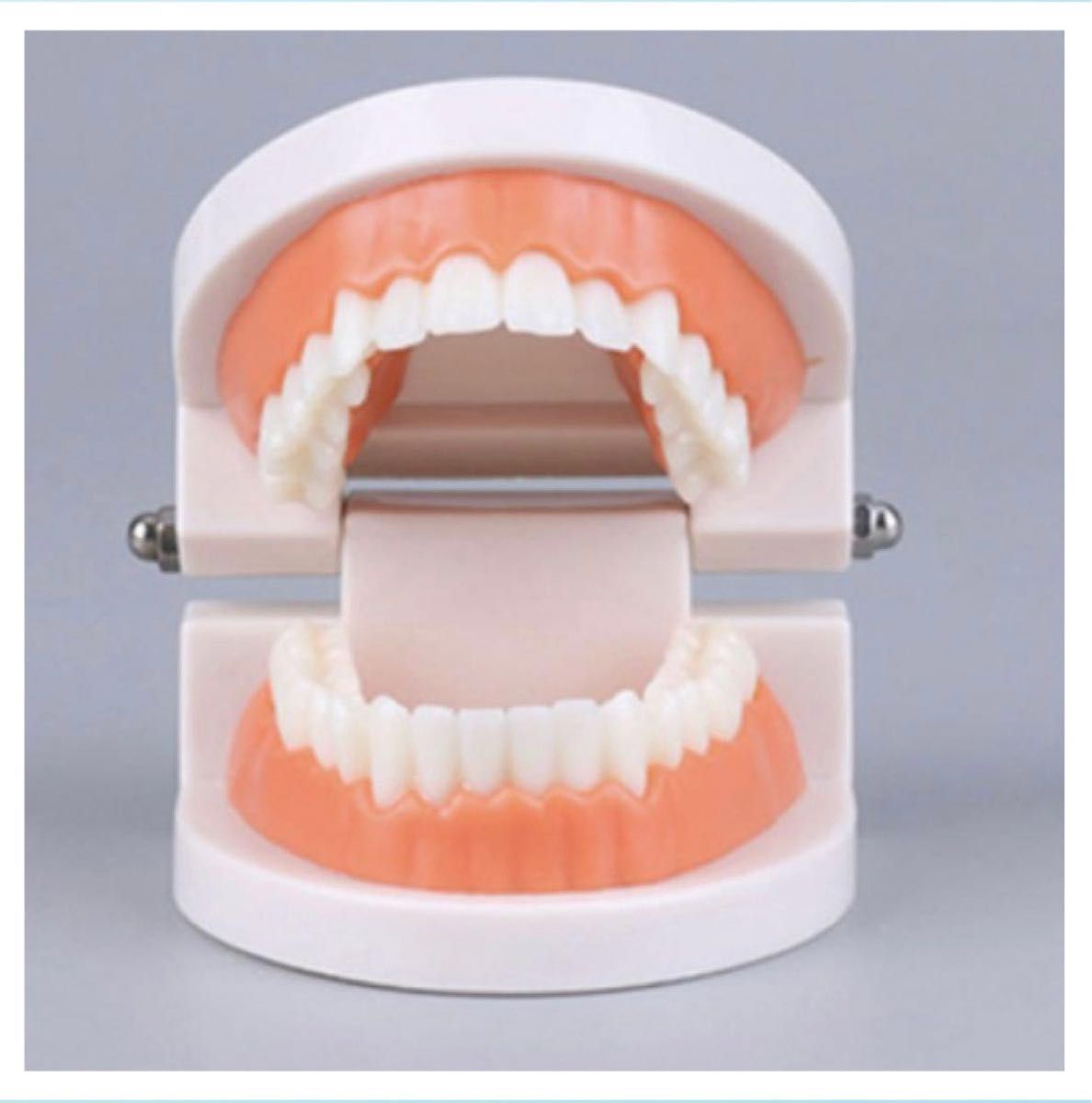 人気　歯の模型 歯のモデル 180度 開閉式 歯磨きの練習 知育玩具　お買い得