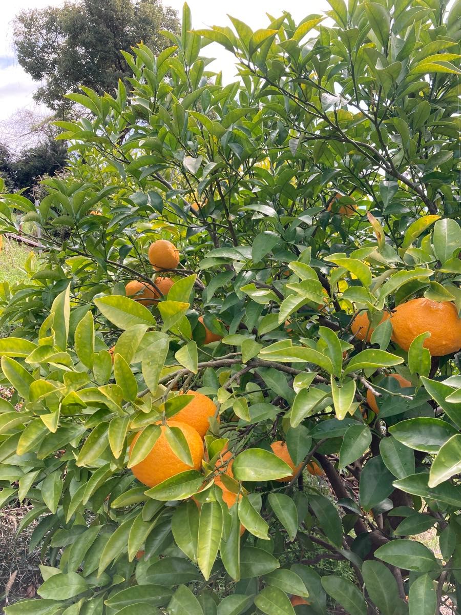 駿河甘夏　静岡産　10kg