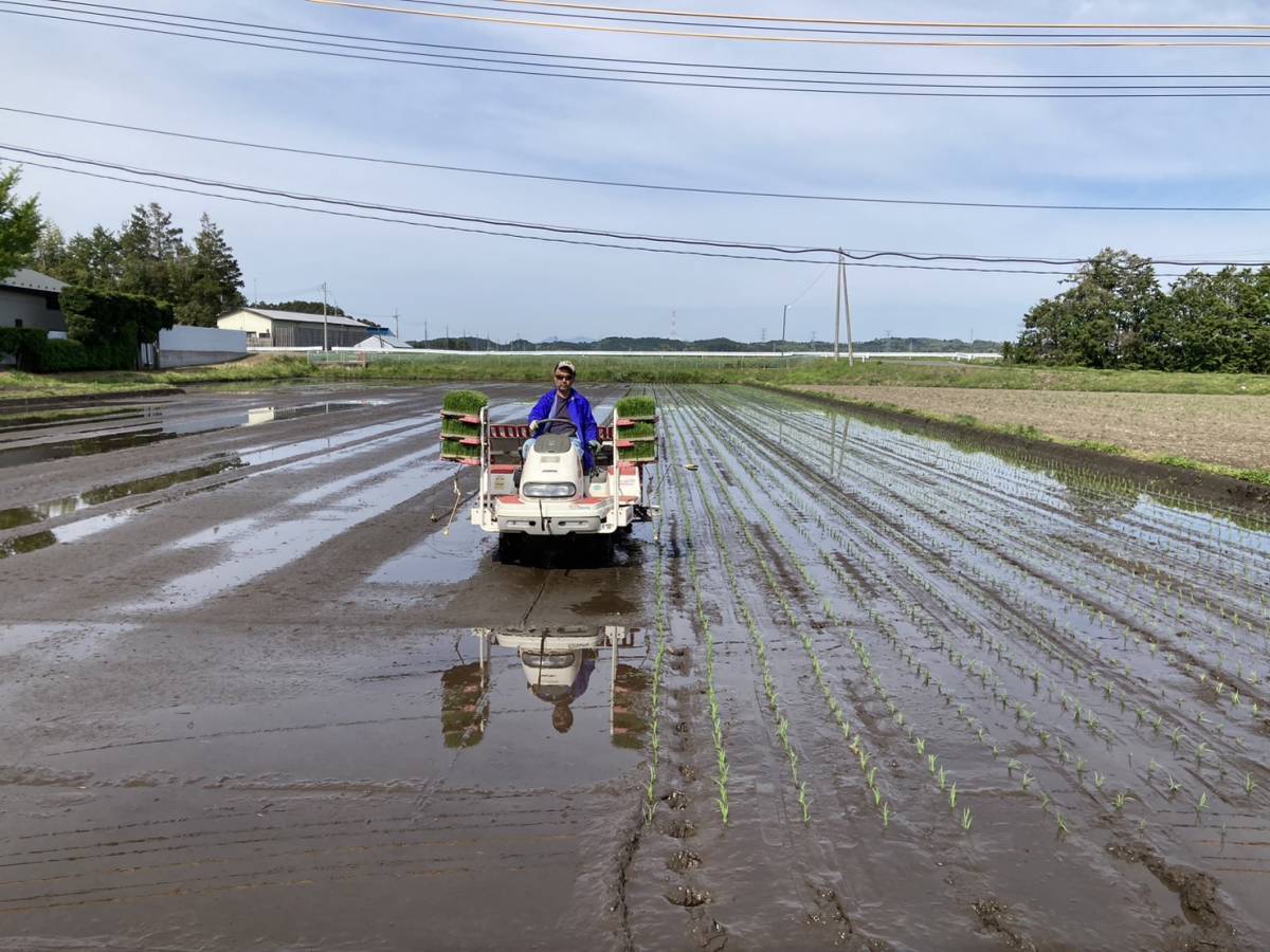 *. мир 5 год производство новый рис небо день высушенный [ природа сухой ] Miyagi. Sasanishiki неочищенный рис 25 kilo *