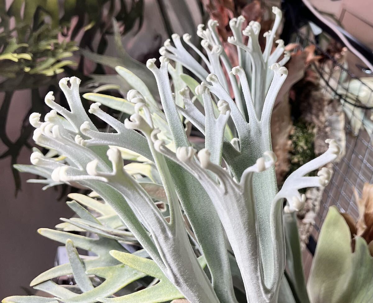 Yahoo!オークション - P.Elsa エルサ F307 Platycerium Yahoo!オークション - P.Elsa エルサ F307 Platycerium