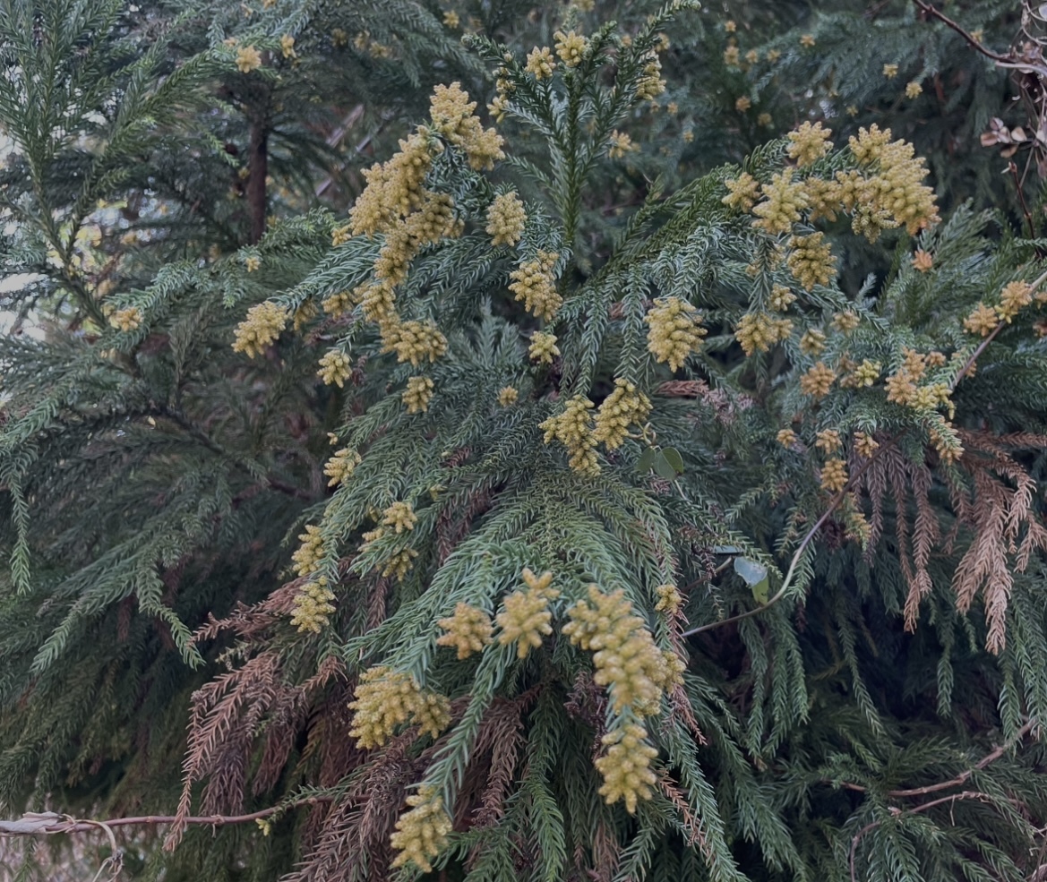 スギ花粉 約1g 岐阜県多治見市富士見町産 No20_画像4