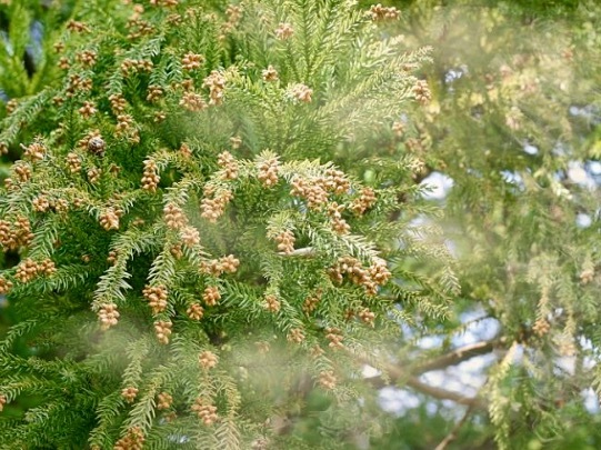 スギ花粉 約1g 岐阜県多治見市富士見町産 No24の画像2