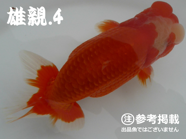 らんちゅう黒仔200匹【日本一系統】動画有★稚魚_1_画像5