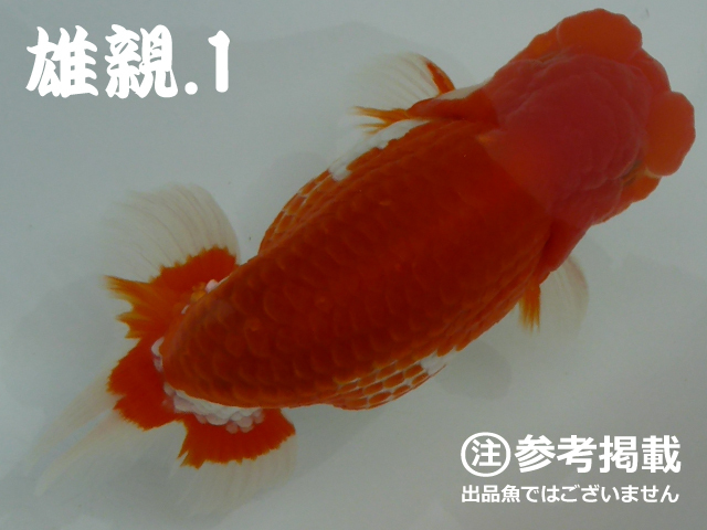 らんちゅう黒仔200匹【日本一系統】動画有★稚魚_1_画像4