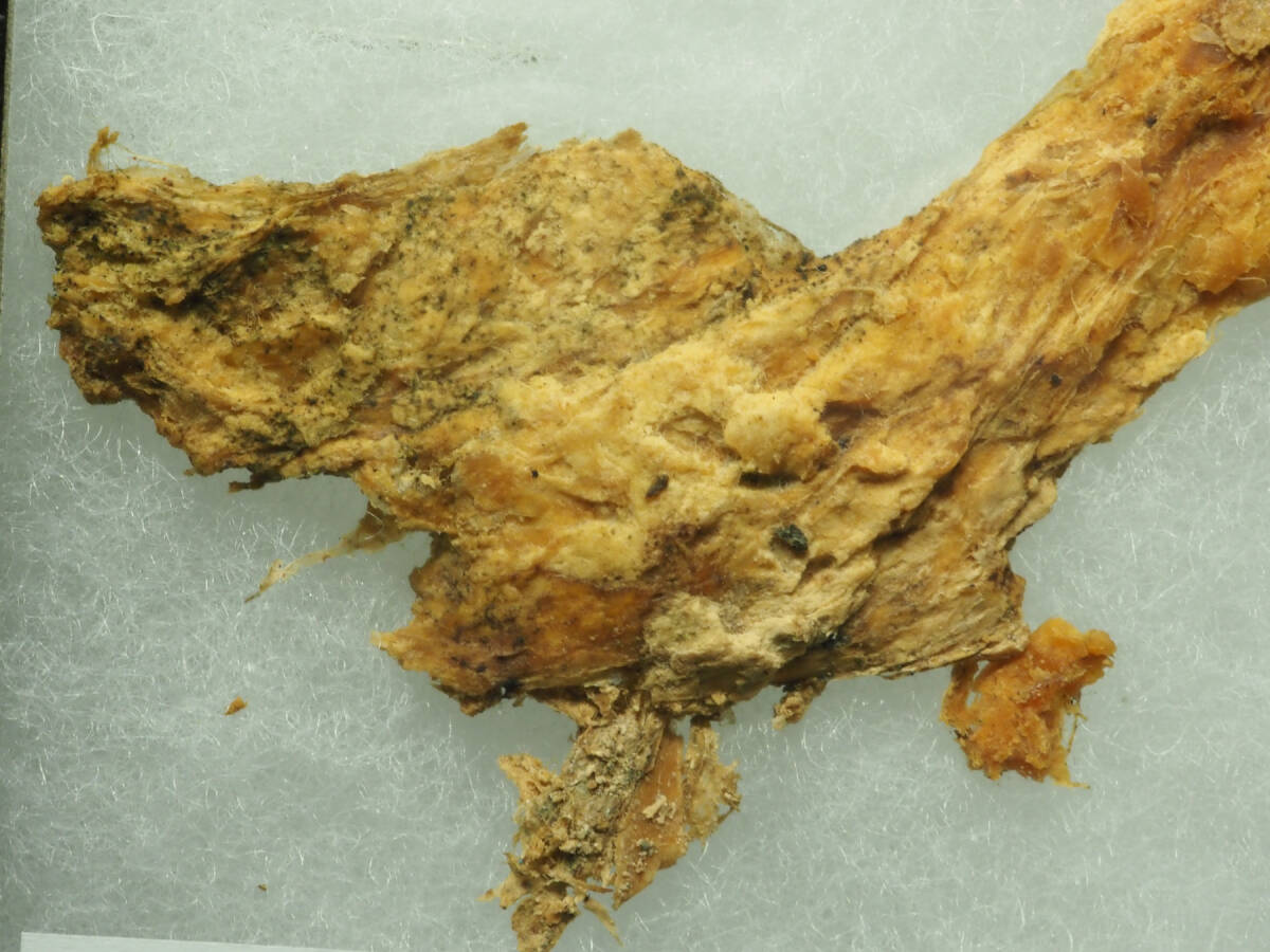kenaga мамонт. мясо ( организация )[Mammuthus primigenius] Россия sibe задний *sa - вместе мир страна Indy gi LUKA река производство / мамонт / динозавр / шерсть / кожа / окаменелость /2