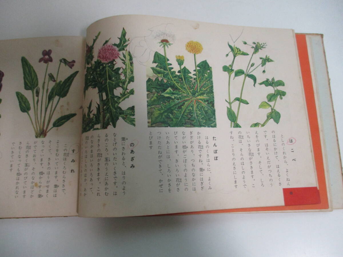 30.2679.. color . year plant illustrated reference book illustrated reference book. north . pavilion ..:... Taro Showa era 30 year cover missing (.book@) writing great number, scorch some stains dirt, scrub crack etc. scratch 