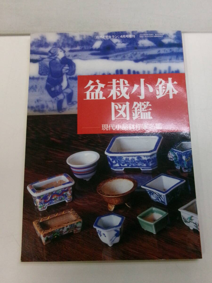 盆栽【寒グミ】 40年 梅 欅 楓 皐月 紅葉 真柏 黒松 - 盆栽 - 盆栽 盆栽【寒グミ】 40年 梅 欅 楓 皐月 紅葉 真柏 黒松 - 盆栽 - 盆栽