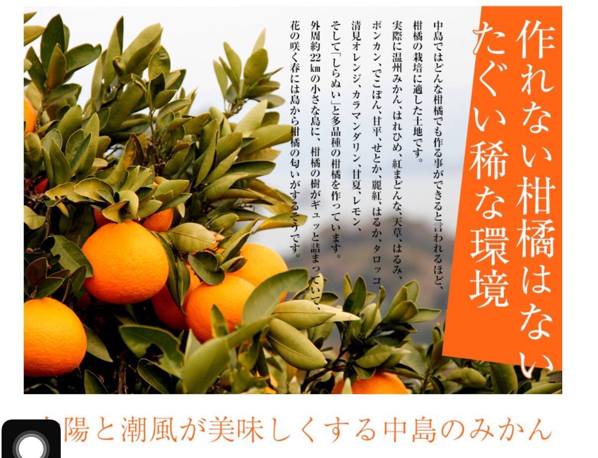 全国送料無料　甘夏なのに、みかんより高糖度　糖度13越え　M玉　箱込み5kg 愛媛中島 ⑧_画像4