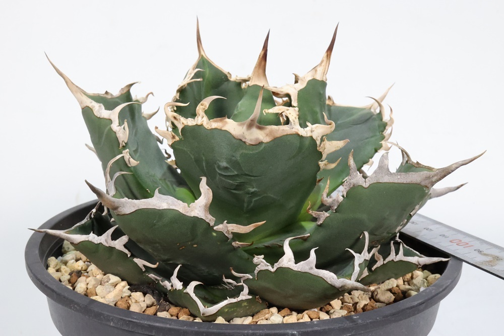 Agave titanota　アガベ　チタノタ　oteroi　オテロイ_画像3