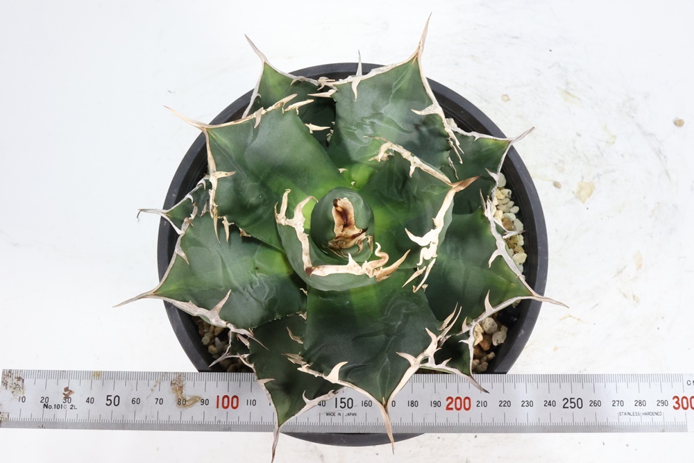 Agave titanota　アガベ　チタノタ　oteroi　オテロイ_画像4