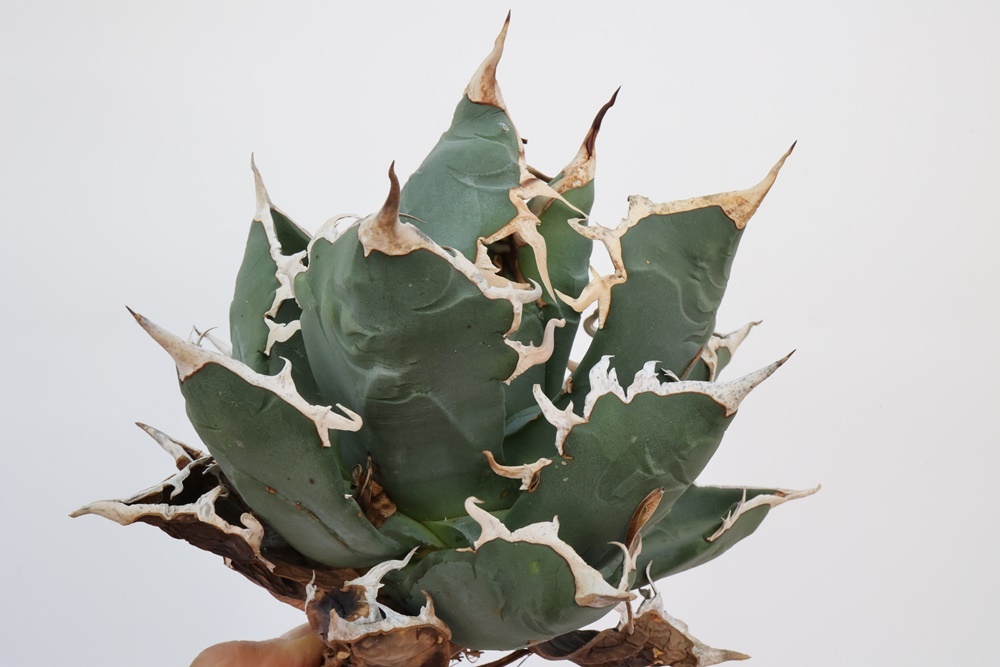 Agave titanota アガベ チタノタ oteroi オテロイ FO-076 A7 Agave titanota アガベ チタノタ oteroi オテロイ FO-076 A7
