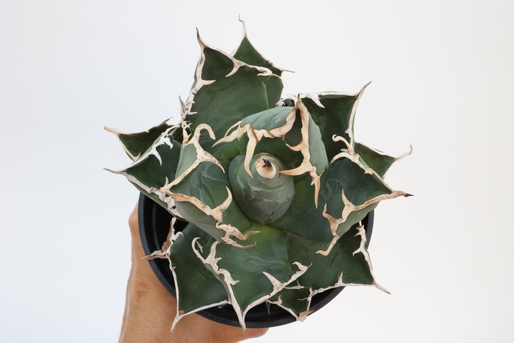 Agave titanota アガベ チタノタ oteroi オテロイ FO-076 A7 Agave titanota アガベ チタノタ oteroi オテロイ FO-076 A7