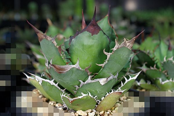 Agave oteroi アガベ オテロイ 種子 20粒の画像1