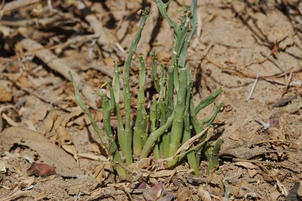 Adenia globosa アデニア グロボーサ 種子 5粒_参考画像