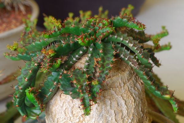 Euphorbia stellata ユーフォルビア ステラータ 飛竜 種子 50粒_参考画像