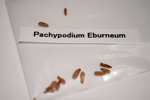 Pachypodium rosulatum var. eburneum パキポディウム エブレネウム 種子 20粒の画像2