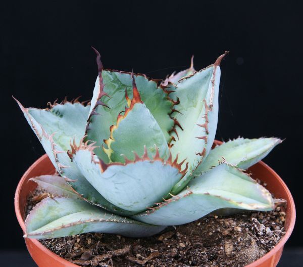 【1円～】 Agave titanota Blue アガベ チタノタ チタノータ ブルー 種子 100粒の画像1