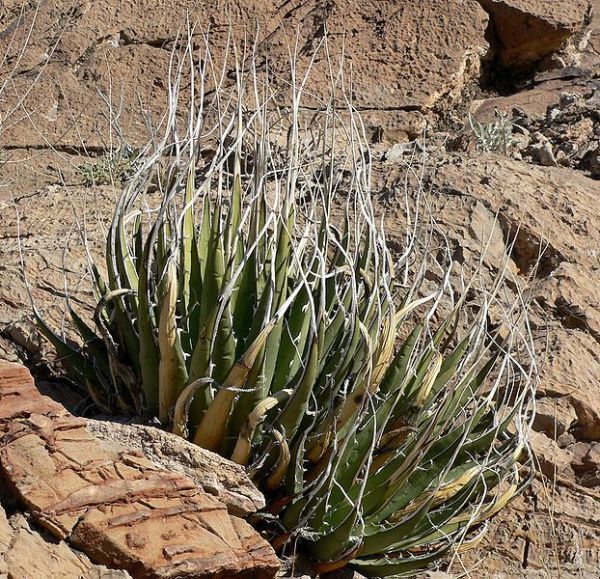 Agave utahensis var. eborispina アガベ ウタヘンシス ユタヘンシス エボリスピナ 種子 100粒の画像1