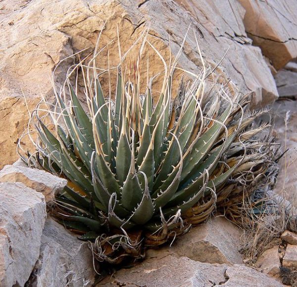 Agave utahensis var. eborispina アガベ ウタヘンシス ユタヘンシス エボリスピナ 種子 50粒の画像2