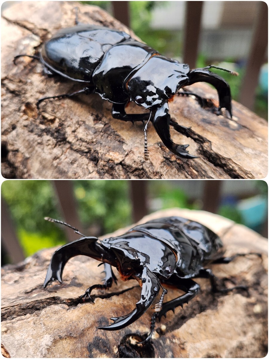 後食済み!大型血統!♂85.6㍉ 単品 ☆未使用☆ タランドゥス オオツヤ☆発送は水・土日限定(お受け取りは木・日月限定)の画像3