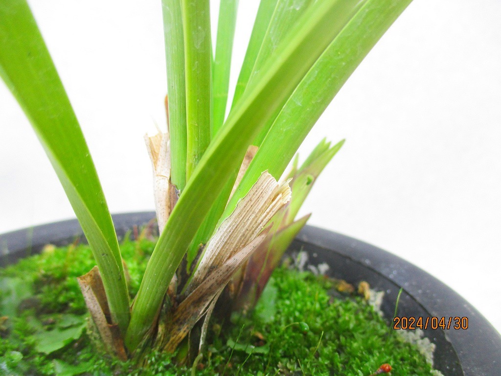 [緑の市場] キンリョウヘン 常盤錦 花芽無し (W42726)全高：42㎝＊同梱包対応「まとめて取引」厳守＊80サイズ送料明記_画像2