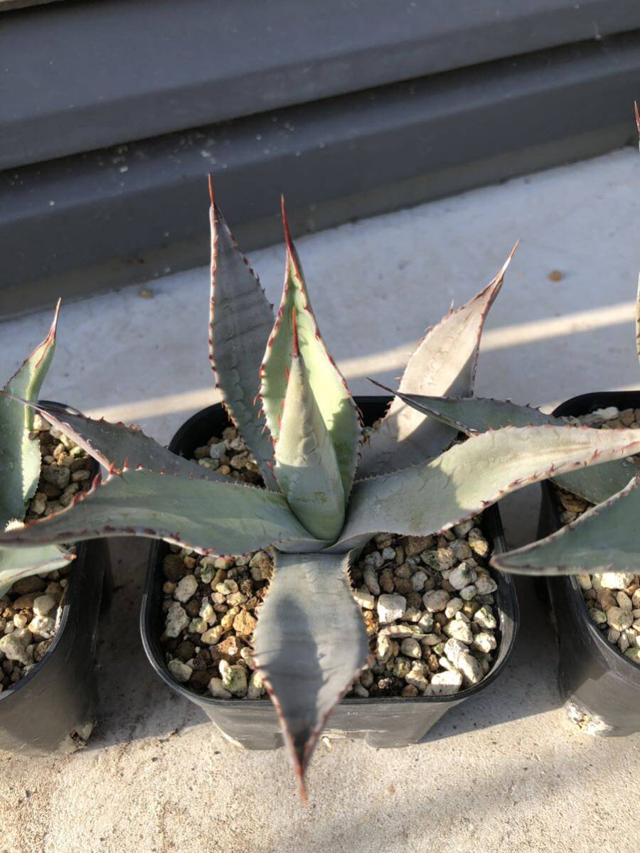 アガベ パリー 実生 3鉢セット Agave parryi subsp. parryi 多肉植物 サボテンの画像3