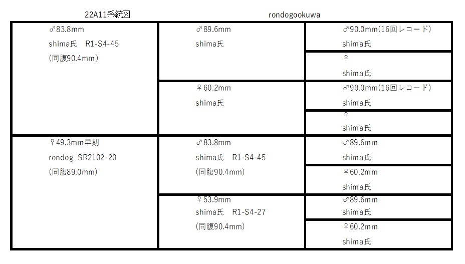 能勢産SRオオクワガタ　♀５０.４mm　単品！_画像3