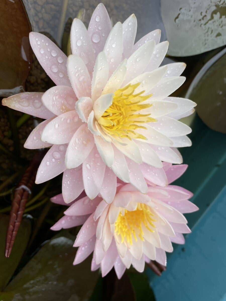 [ enduring cold . water lily ] pink wonder 